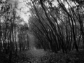 ester-vonplon17