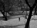 ΑΝΑΠΑΡΑΣΤΑΣΗ (43)