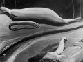 Kertész Distortions (3)