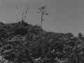ozu-7