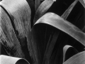 Paul Strand (14)