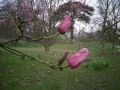 38_magnolia1